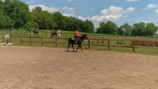 Zorro Canter