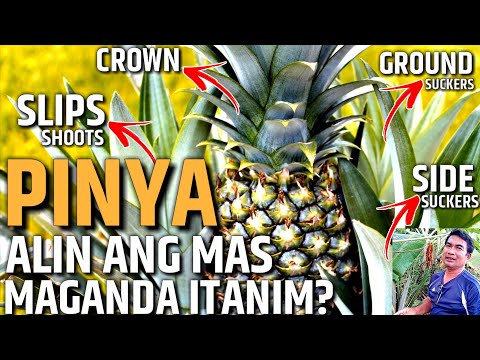 Vídeo: Com Cultivar Pinya