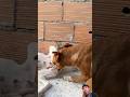 #funny #baffalo #animals #comedy #goat #dog #pets