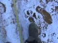 Huge predator wolf tracks  more footage near dryden ontario canada 22