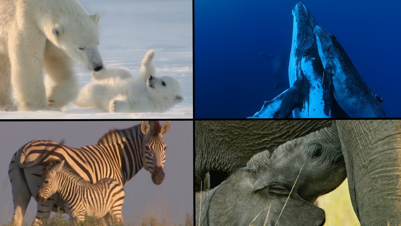 Mother's Day Special | Animal Mothers Around the World