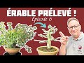 Construction dun rable prlev dans un jardin  pisode 6  nejikan bonsai 