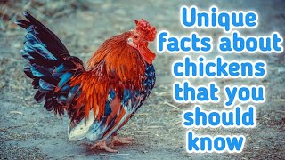 unique facts about chickens, you should know