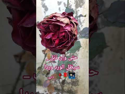 حتى وإن ذب ل سيظل الورد وردا