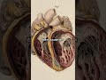 The Intelligent Design of God's Creation "Humanity"