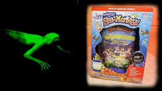 СВЕТИТСЯ В ТЕМНОТЕ Морские Обезьянки Выросли из икринок Sea Monkeys