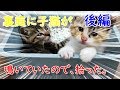 野良ニャンズ　子猫２匹が裏庭にいたので保護したら　後編