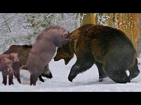 Кабаны против Машины, Мотоцикла, Медведя и Людей. Случаи с животными в диком мире.