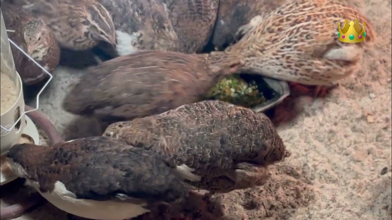 مفاجئة لم تكن في الحسبان : نباتات خضراء سببت بقتل  3سمانات من المحمية . تابعوا معنا للنهاية 