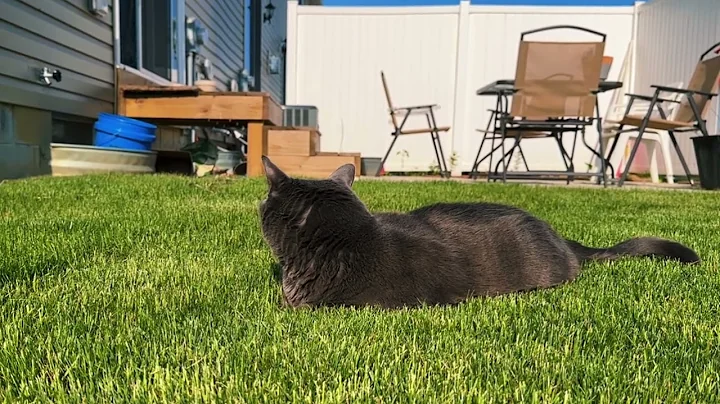 Video 11845251: russian blue cat, cat purring