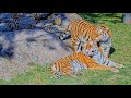 Top 10 uniquefunny tiger moments