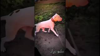 Juggnu Jattan Wala 🥊🏆 #Dog #Pet #Kutta #BullyKutta #PakistaniBully #DogShorts #Shorts #YoutubeShorts