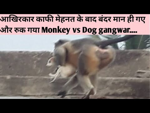 Monkey Vs Dog Fight In Maharashtra Is Finally Over | Maharashtra Monkey Vs  Dog | Monke Vs Doge - Youtube