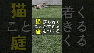 猫が落ち着くことができるクラピアの庭づくり #Shorts