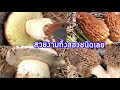 Ep.4 1/2ไปหาเห็ดผึ้งหวานแต่ได้เห็ดมอแร่วมาเพียบ🍄King bolete mushrooms & Morel mushrooms🍄May 29,2020