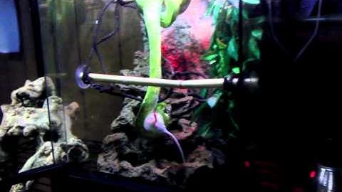 Green tree python live feeding