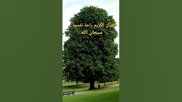 #quran #القرآن_الكريم #تلاوة #السعودية #الجزائر #المغرب #محمد_الفقيه #القرآن