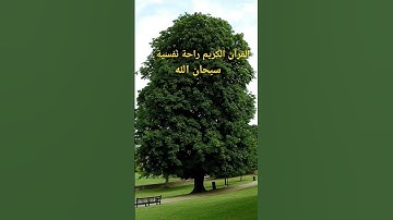 #quran #القرآن_الكريم #تلاوة #السعودية #الجزائر #المغرب #محمد_الفقيه #القرآن