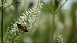 Honeybee forages on Culver's-root in Marion County, Ohio USA