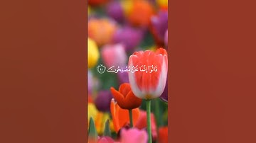 سورة البقرة الاية 10 الي 13