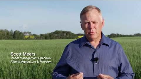Identifying and Scouting for Wheat Midge in Alberta