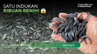 PROSES LENGKAP PEMBENIHAN LELE! Dari Indukan Hingga Benih Siap Jual