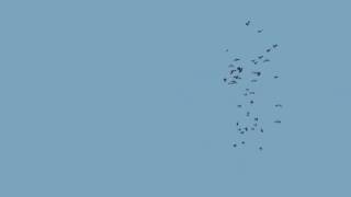 Flocking in After Effects Test