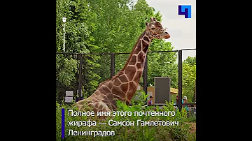 Старейший жираф Самсон Гамлетович начал выходить в уличный вольер в Московском зоопарке