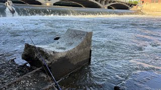 GIANT FISH Live In This IOWA DAM!!! (BIGGEST OF MY LIFE!!!)
