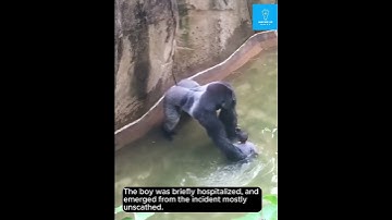 HARAMBE: The Zoo Hostage Crisis