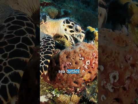 What do hawksbill turtles eat?