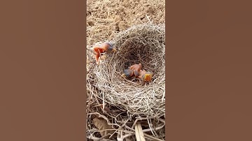 Baby bird outside the nest (P 8) #shorts #ytshortsvideo #trendingshorts #short