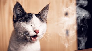 Найсмішніші тварини 😹 Приколи з котами та собаками 2023 😼  Найкраща підбірка з котами #10