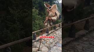 ¡Increíble 😱 El antiguo salto de montaña que usaban los pastores hace 600 años 🤯 #Montaña