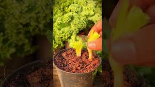 easy way to plant vegetable seeds from harvest leftovers in small pots #shorts #plants #garden