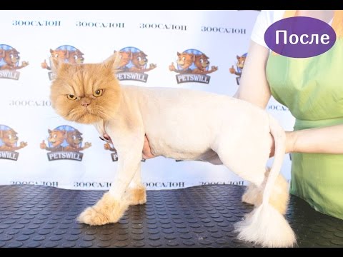 Как правильно стричь кошку. Зоосалон Petswill