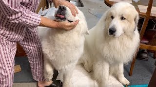 サプリを続けているルンルンです　Great Pyrenees　グレートピレニーズ