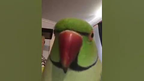 Cruiser indian ringneck parrot 2016