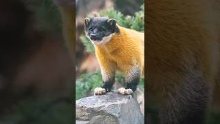 Este animal es un CAZADOR muy temible - Martes flavigula