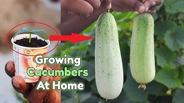 How to grow Cucumber Plants from seeds at home || Growing Cucumbers in a Container