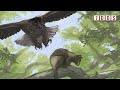 Giant Prehistoric Raptor Discovered in Southern Australia | 7 Days of Science