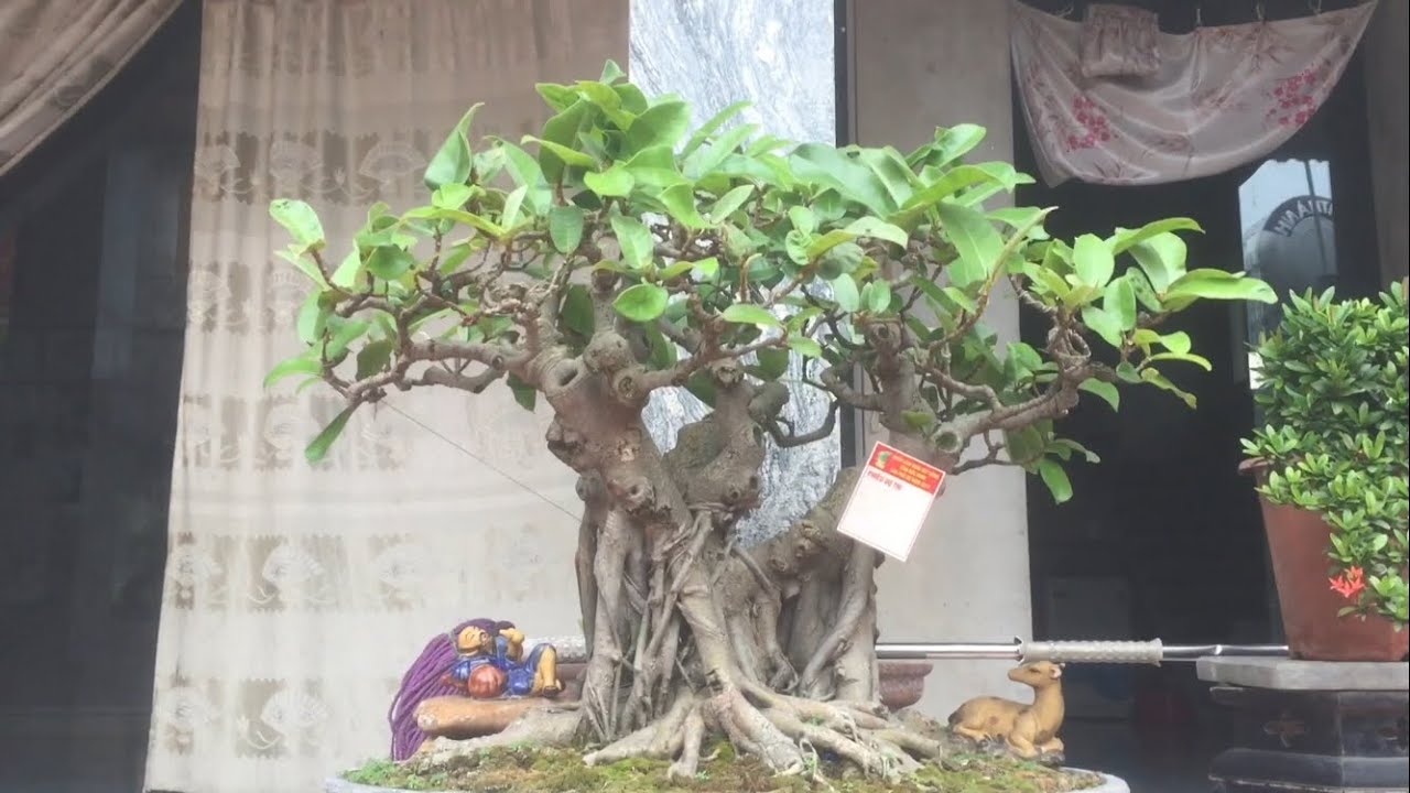 Bonsai.Vườn Này Các Bác Không Xem Thì Hơi Phí - YouTube