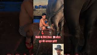 20 लीटर दूध की झोटी || बिक्री के लिए तैयार #rangrezz_dairy_farming #dairyindia #milkday #virelvid