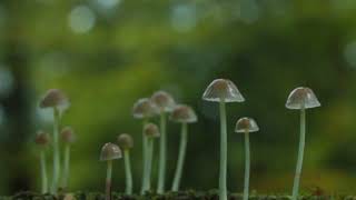 NEW FOREST THUNDERSTORM + TORNADO + STORM TROOPER MUSHROOMS