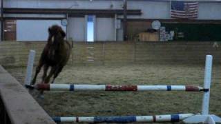 April 2009 - Free lunge & jump (Jasper aka Code Name Louie)