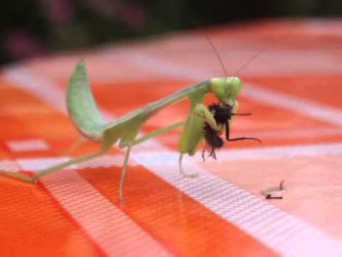 Praying Mantis eats fly