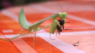 Praying Mantis eats fly