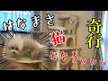 【実家Vlog】はなまさ、猫になる。