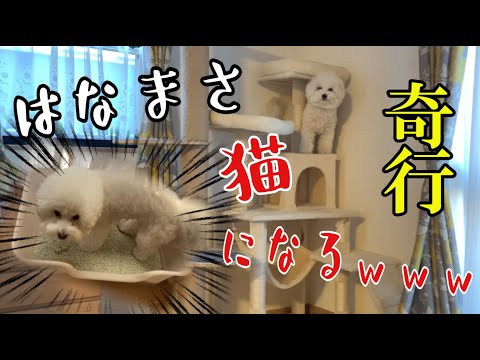 【実家Vlog】はなまさ、猫になる。