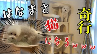 【実家Vlog】はなまさ、猫になる。